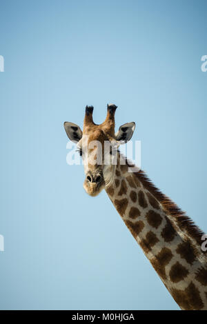 Fermer jusqu'à la tête de girafe vers la caméra Banque D'Images