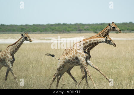 Petit troupeau de girafes galopant Banque D'Images