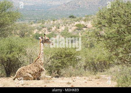 Girafe assis sur colline près de Windhoek, Namibie Banque D'Images