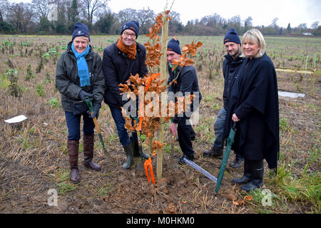 Sainsbury's célèbre un jalon clé cette semaine comme le trois millionième arbre est planté à travers son partenariat avec le Woodland Trust. L'arbre sera planté dans un régiment d'arbres 'comme un rappel poignant à une inspection des troupes 1915 par Lord Kitchener - à Langley Vale Wood, Surrey. Elle fait partie d'un événement spécial à laquelle ont participé de hauts responsables, y compris Sainsbury's Group CEO Mike Coupé, Directeur de Sainsbury's et de la marque Judith Batchelar Woodland Trust's chair La baronne Young de vieux Scone. Sainsbury's collègues auront également l'occasion de planter des arbres sur le site, y compris C Banque D'Images