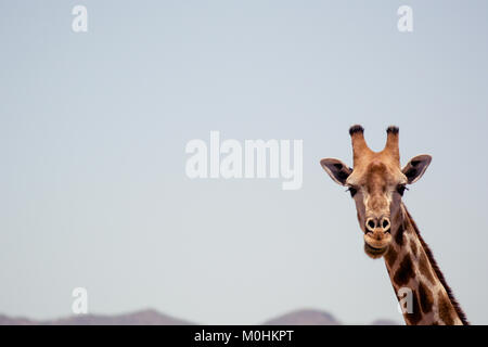 Girafe à la caméra à droite Banque D'Images