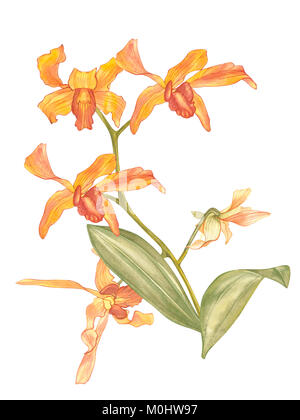 Fleur de Singapour, Illustration de Saleha Fleurs. La fleur nationale de Singapour. Dessiné à la main à l'Aquarelle orchidée orange isolé sur fond blanc. Illustration botanique réaliste. Banque D'Images