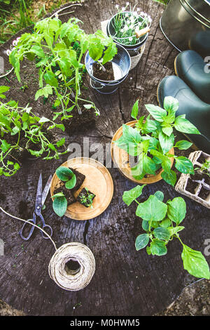 Jardin de printemps. Les semis dans le sol. Matériel et d'outils de jardin. Bottes de jardinage Banque D'Images