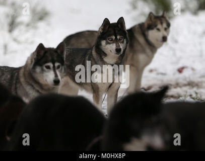 Au cours d'une session de formation des Huskies à Feshiebridge en avant du Husky de Sibérie Club of Great Britain's 35th Aviemore Sled Dog Rally qui aura lieu ce week-end à venir sur sentiers en forêt autour de Loch Morlich, dans l'ombre de la montagnes de Cairngorm. Banque D'Images