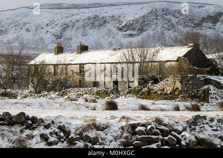 La neige a couvert les moutons à l'extérieur de la ferme abandonnée de maison Wheysike en hiver, forêt-in-Teesdale, County Durham, Royaume-Uni Banque D'Images