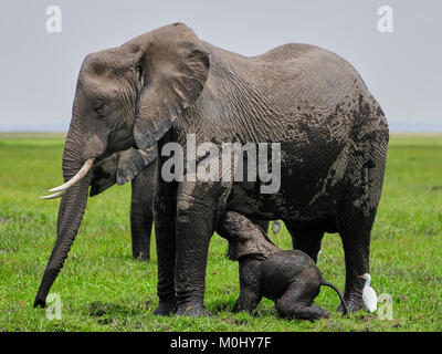 Jour vieux elephant (Loxodonta africana) calf suckling et peine à suivre le rythme de mère dans un marais Banque D'Images