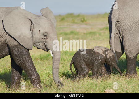 Jour vieux elephant (Loxodonta africana) calf luttant pour rester avec la mère dans un marais Banque D'Images