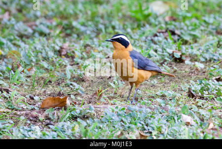 Rueppell's robin-chat (Cossypha semirufa) debout dans le jardin Banque D'Images