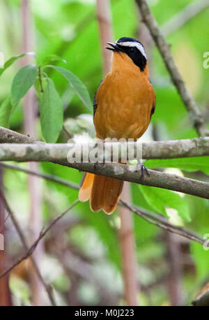 Rueppell's robin-chat (Cossypha semirufa) standing on tree branch chanter Banque D'Images