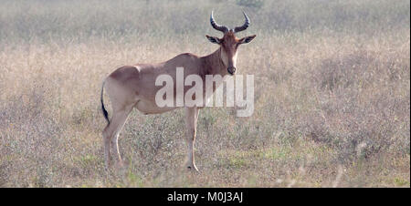 Bubale Alcelaphus buselaphus (unique) debout, en gras sec au Parc National de Nairobi, Kenya Banque D'Images