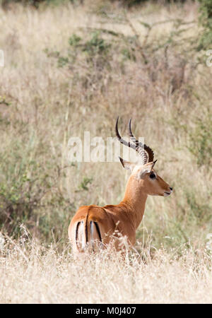 Seul mâle Impala (Aepyceros melampus) debout dans l'herbe haute dans le Parc National de Nairobi, Kenya Banque D'Images