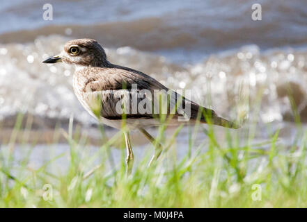 Thicknee eau oiseau (Burhinus vermiculatus) marche sur les rives du lac Victoria, Kenya Banque D'Images