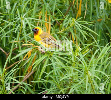 Le nord de brown-throated weaver Ploceus (castanops) dans les buissons sur l'île de Rusinga, Kenya Banque D'Images