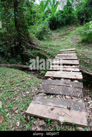 Pont de bois sur un petit cours d'eau dans la forêt de Kakamega, Kenya Banque D'Images