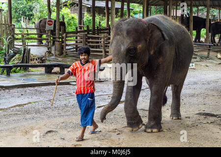 Asie,Thaïlande,Mae Rim,Maetaman Elephant Camp Banque D'Images