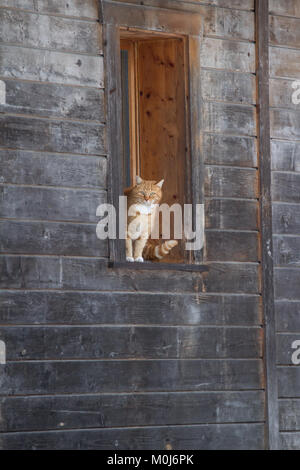 Red tabby cat assis sur une fenêtre et l'observation Banque D'Images