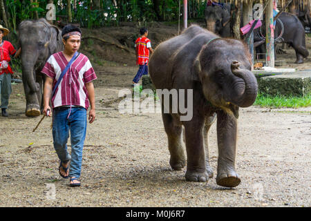 Asie,Thaïlande,Mae Rim,Maetaman Elephant Camp Banque D'Images