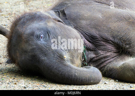 Asie,Thaïlande,Mae Rim,Maetaman Elephant Camp Banque D'Images