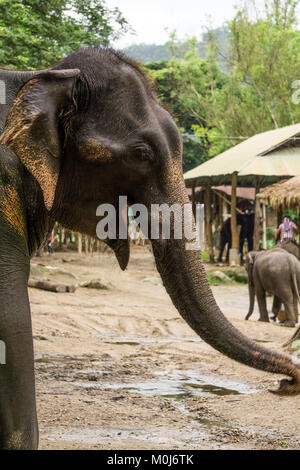 Asie,Thaïlande,Mae Rim,Maetaman Elephant Camp Banque D'Images