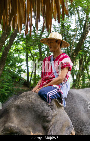 Asie,Thaïlande,Mae Rim,Maetaman Elephant Camp Banque D'Images