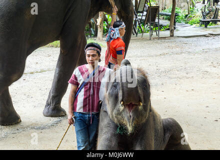 Asie,Thaïlande,Mae Rim,Maetaman Elephant Camp Banque D'Images