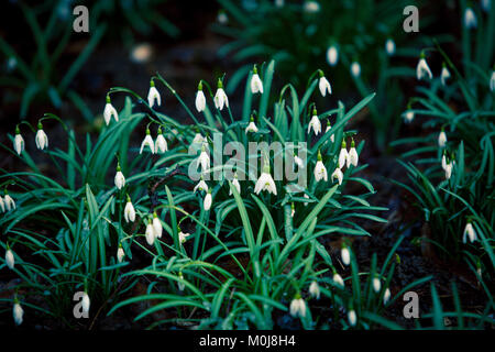 Les premières fleurs perce-neige. Belles fleurs perce-neige (Galanthus nivalis) Banque D'Images