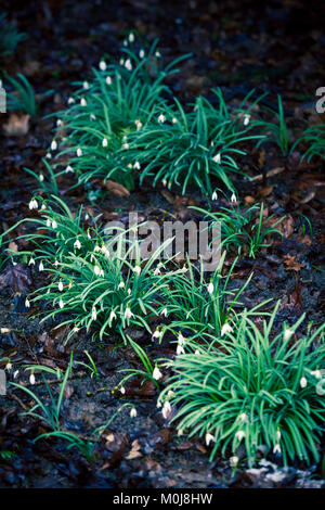 Les premières fleurs perce-neige. Belles fleurs perce-neige (Galanthus nivalis) Banque D'Images