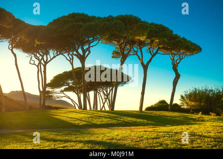 Groupe d'arbres de pin maritime près de la mer et de la plage au coucher de soleil. Baratti, la Maremme, Piombino, Toscane, Italie. Banque D'Images