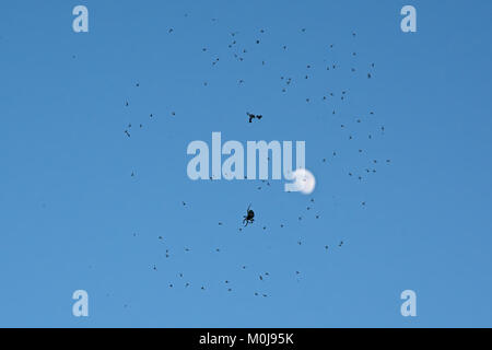 Silhouette d'une araignée assis dans son site web plein de mouches piégées sur cleqr avec fond de ciel bleu lune Banque D'Images