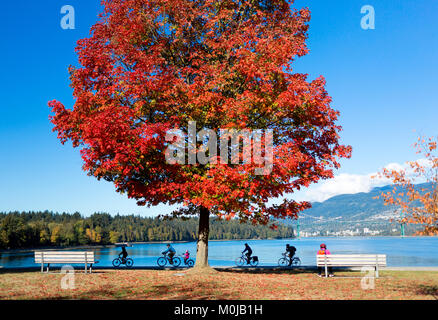 Un arbre avec un feuillage rouge vif dans le parc Stanley avec les cyclistes passant sur un sentier au bord de l'eau ; Vancouver, Colombie-Britannique, Canada Banque D'Images