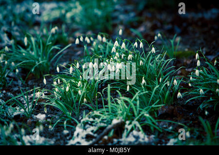 Les premières fleurs perce-neige. Belles fleurs perce-neige (Galanthus nivalis) Banque D'Images