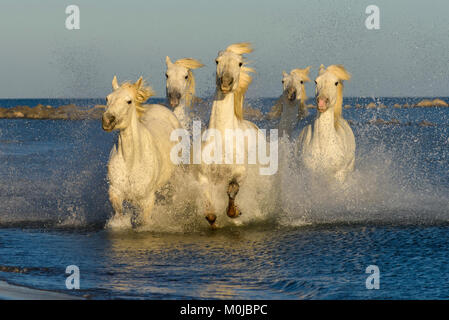 Cinq chevaux blancs (Equus ferus caballus) en marche et de s'éclabousser dans l'eau de mer le long de la plage ; Camargue, France Banque D'Images