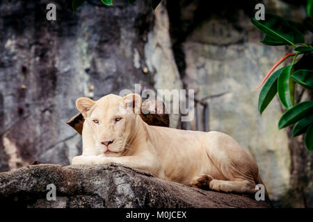 Femme lion blanc. Un livre blanc liones Banque D'Images