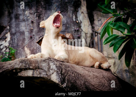 Femme lion blanc. Un livre blanc liones Banque D'Images