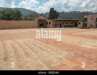 Les grains de café Arabica Premium séchant au soleil sur une cour carrelée à la Filadelfia Coffee Plantation La Antigua Guatemala, Guatemala Amérique Centrale Banque D'Images