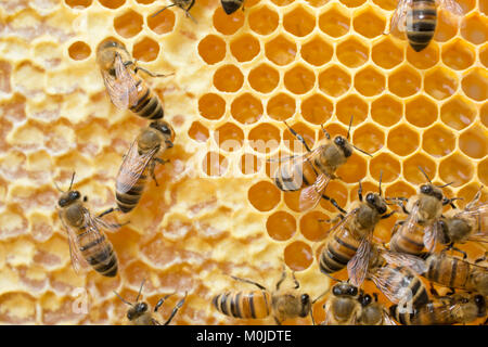 Apiculture : abeilles sur un cadre de la ruche. Alvéole pleine de miel, le bouchage des cellules Banque D'Images