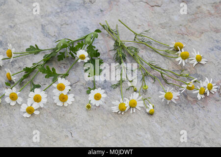 Vergleich zwischen Echter Kamille (rechts) und Mutterkraut (liens). Mutterkraut, Mutter-Kraut, Tanacetum parthenium, Chrysanthemum parthenium, Feverfe Banque D'Images