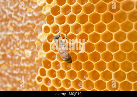 Apiculture : abeilles sur un cadre de la ruche. Alvéole pleine de miel, le bouchage des cellules Banque D'Images