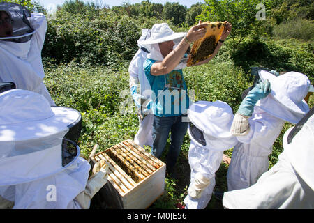 Apiculteur Apiculture : ouverture d'une ruche pour montrer le couvain pour enfants Banque D'Images