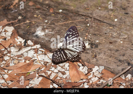 Penthema formosanum butterfly repose sur la masse, Xinshe District, Taichung, Taiwan. C'est endémique à Taïwan. Banque D'Images