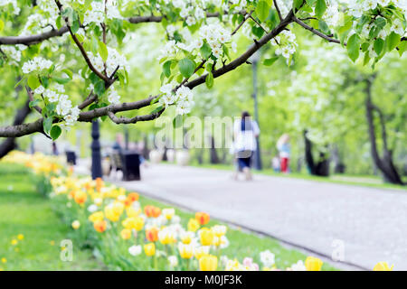 Balade des gens heureux, des familles avec enfants dans le parc, les tulipes et les fleurs de Sakura, cerisier, Apple Blossoms, journée ensoleillée. Résumé image floue pour le printemps, naturelle Banque D'Images