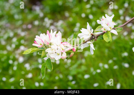 Fleurs roses de pommiers en fleurs, fleurs de cerisier, sakura, journée ensoleillée. Arrière-plan de source naturelle Banque D'Images