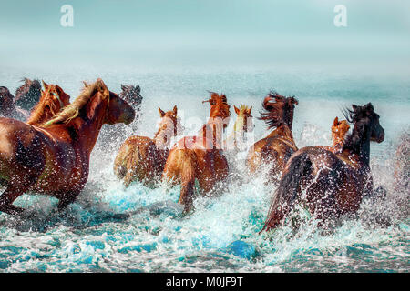 Lot de nice haflingers sauter dans l'eau Banque D'Images