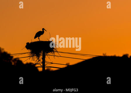 Nid de cigogne blanche sur un poteau électrique silhouetté contre Serra Coucher du soleil de l'Algarve Banque D'Images