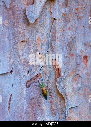 Spanish Fly est un coléoptère de couleur vert-émeraude, Lytta vesicatoria, dans la famille Meloidae, les méloés. CANTÁRIDA (Lytta vesicatoria), Insectos, Artr Banque D'Images