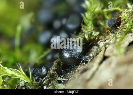 Myxomycète noir, Lamproderma arcyrioides Banque D'Images