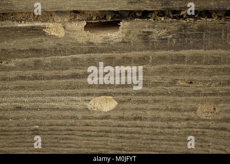 Les trous de sortie de la branche de bug et des dommages à une poutre en bois Banque D'Images