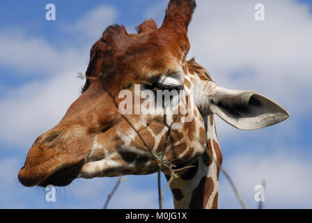 Un portrait d'une girafe de mâcher quelques feuilles Banque D'Images