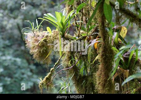 Bromeliads et la Mousse poussant sur des branches d'un arbre, forêt tropicale, le Costa Rica, Amérique Centrale Banque D'Images