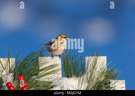 Sizerin flammé perché sur une clôture basse-cour de fête. Banque D'Images
